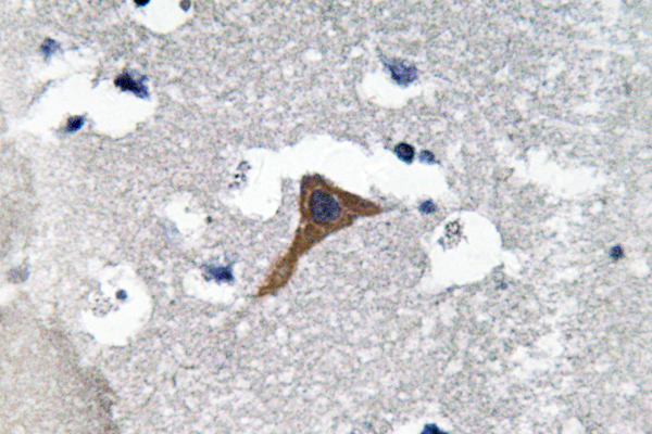 IHC of Cathepsin H (Y205) pAb in paraffin-embedded human brain tissue.