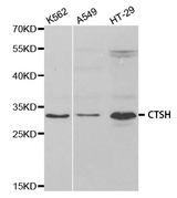 Western blot analysis of extracts of various cell lines, using CTSH antibody.