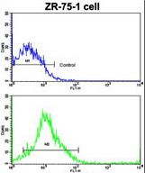 Flow cytometric of ZR-75-1 cells using CTSK Antibody (Center R222)(bottom histogram) compared to a negative control cell (top histogram). FITC-conjugated goat-anti-rabbit secondary antibodies were used for the analysis.