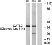 Western blot of extracts from 293/COS cells, treated with etoposide 25 uM 1h, using CATL2 (Cleaved-Leu114) Antibody. The lane on the right is treated with the synthesized peptide.