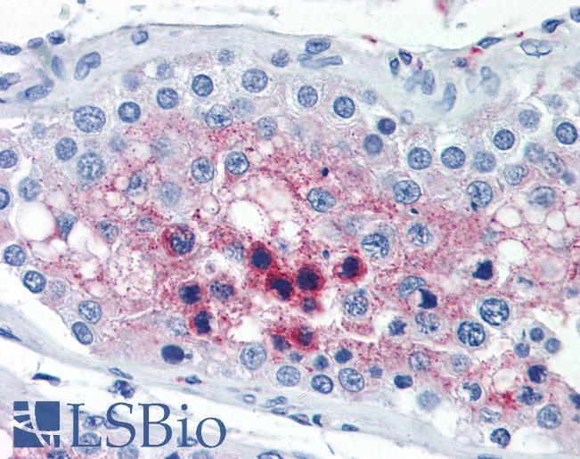 Anti-CTSL2 / Cathepsin V antibody IHC of human testis. Immunohistochemistry of formalin-fixed, paraffin-embedded tissue after heat-induced antigen retrieval. Antibody LS-B2775 concentration 10 ug/ml.