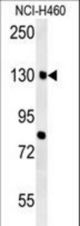 CTTB2 Antibody western blot of NCI-H460 cell line lysates (35 ug/lane). The CTTB2 antibody detected the CTTB2 protein (arrow).