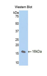 Western blot of recombinant CUBN / Cubilin.