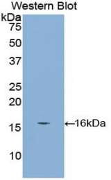 Western blot of recombinant CUBN / Cubilin.