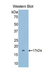 Western blot of recombinant CUBN / Cubilin.