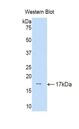 Western blot of recombinant CUBN / Cubilin.