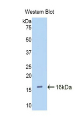 Western blot of recombinant CUBN / Cubilin.