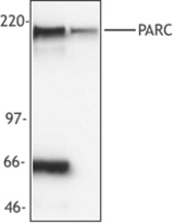 HepG2 cell extract (left lane) or NIH 3T3 cell extract (right lane) probed with monoclonal anti-PARC antibody. Proteins were visualized using a goat anti-mouse secondary conjugated to HRP and chemiluminescence. In all human cell lines tested, this antibody recognizes a non-specific 66 kD protein in addition to PARC.