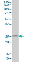 CIDEB monoclonal antibody (M01), clone 2A10 Western blot of CIDEB expression in HepG2.