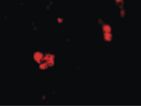 Immunofluorescence of CIDE-B in Human Small Intestine cells with CIDE-B antibody at 20 ug/ml.