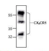 Western blot of CX3CR1 antibody LS-C147130.