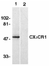 Western blot of CX3CR1 in human spleen lysate with CX3CR1 antibody in the absence (lane 1) or presence of blocking peptide (lane 2).