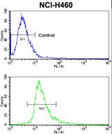 Flow cytometric of NCI-H460 cells using CXADR Antibody (bottom histogram) compared to a negative control cell (top histogram). FITC-conjugated goat-anti-rabbit secondary antibodies were used for the analysis.