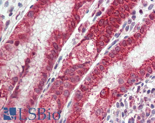 Anti-CXADR antibody LS-A8846 IHC of human stomach. Immunohistochemistry of formalin-fixed, paraffin-embedded tissue after heat-induced antigen retrieval.