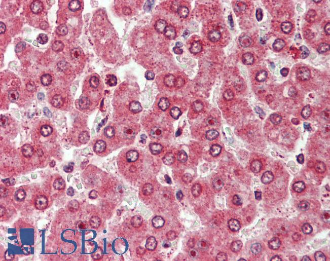 Anti-CXADR antibody LS-A8846 IHC of human liver. Immunohistochemistry of formalin-fixed, paraffin-embedded tissue after heat-induced antigen retrieval.