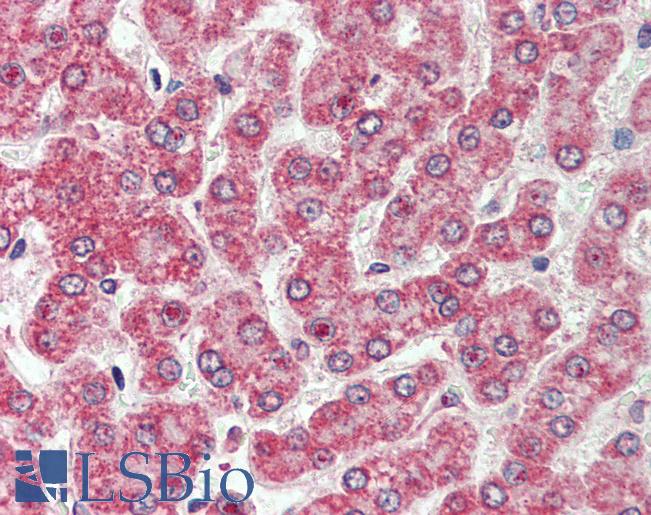 Anti-CXADR antibody LS-A8845 IHC of human liver. Immunohistochemistry of formalin-fixed, paraffin-embedded tissue after heat-induced antigen retrieval.