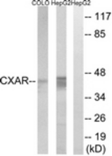 Western blot of extracts from HepG2/COLO cells, using CXADR Antibody. The lane on the right is treated with the synthesized peptide.