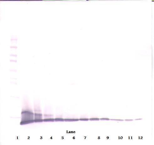 Western Blot (reducing) of IP-10 / CXCL10 antibody LS-C104828
