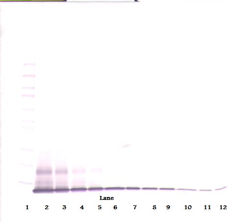 Western Blot (non-reducing) of IP-10 / CXCL10 antibody LS-C104828