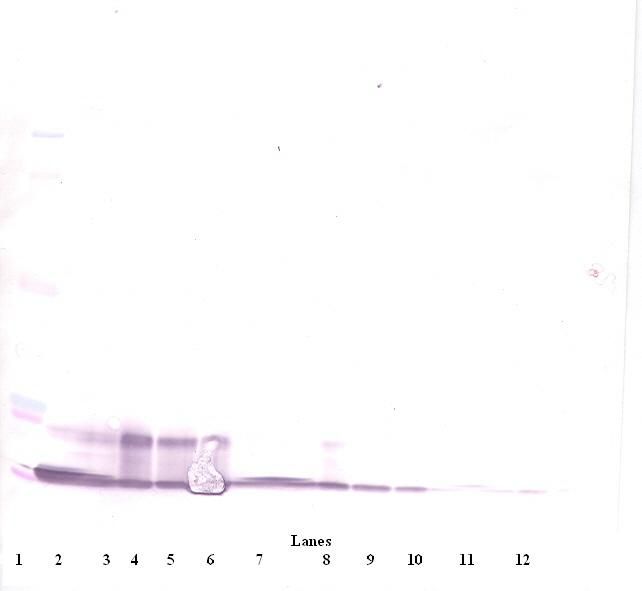 Western Blot (reducing) of IP-10 / CXCL10 antibody LS-C104367