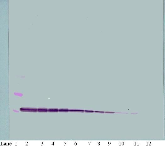 Western Blot (non-reducing) of IP-10 / CXCL10 antibody LS-C104367