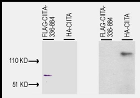 Anti-CIITA (1-333) antibody, generated by immunization with bacterially produced FLAG-CIITA aa 1-333, was tested by immunoblot against lysates of Cos-7 cells after transient transfection, separately, with pcDNA3-FLAG-CIITA-336-884 and pcDNA3-HA-CIITA. In panel A, both samples on PVDF were incubated with 10 mg/mL mouse anti-FLAG antibody (Sigma) for 45'. In panel B, both samples on PVDF were incubated with a 1:500 dilution of anti-CIITA (1-333) for 45'.