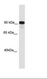 NIH 3T3 Lysate