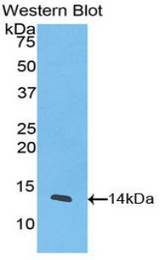 Western blot of recombinant CXCL11.