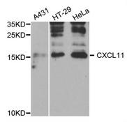 Western blot analysis of extracts of various cell lines, using CXCL11 antibody.