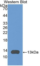 Western blot of recombinant CXCL11.