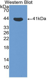 Western blot of recombinant CXCL11.