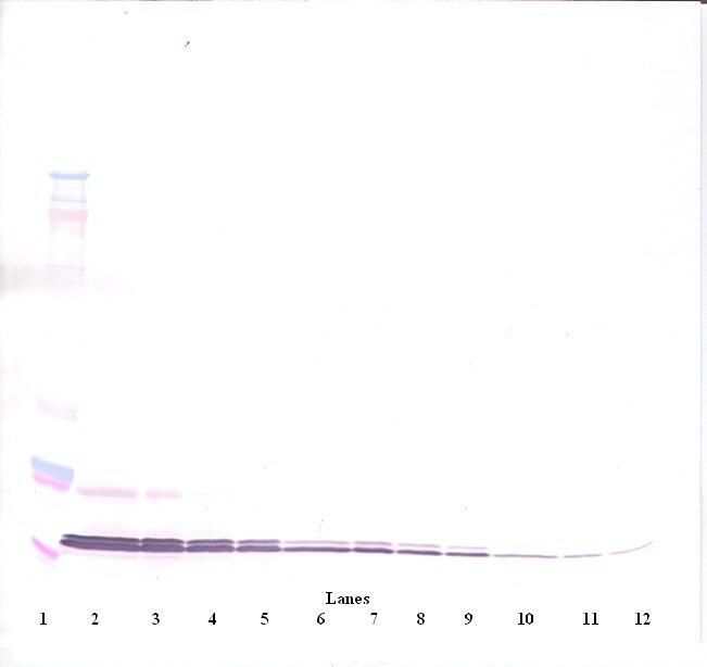 Western Blot (non-reducing) of CXCL11 antibody LS-B8212