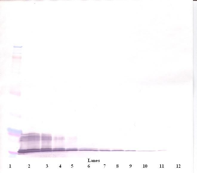 Western Blot (reducing) of CXCL11 antibody LS-B8212