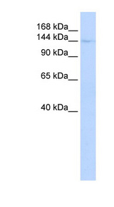 CIITA antibody LS-C110229 Western blot of Fetal Liver lysate.