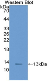 Western blot of recombinant CXCL14.