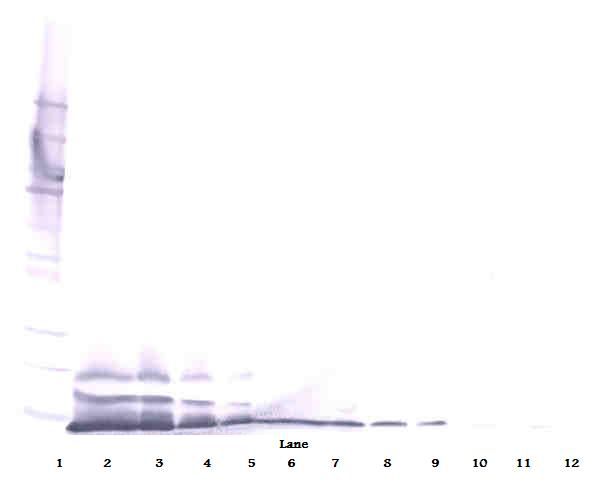 Western Blot (reducing) of CXCL14 antibody LS-C104496