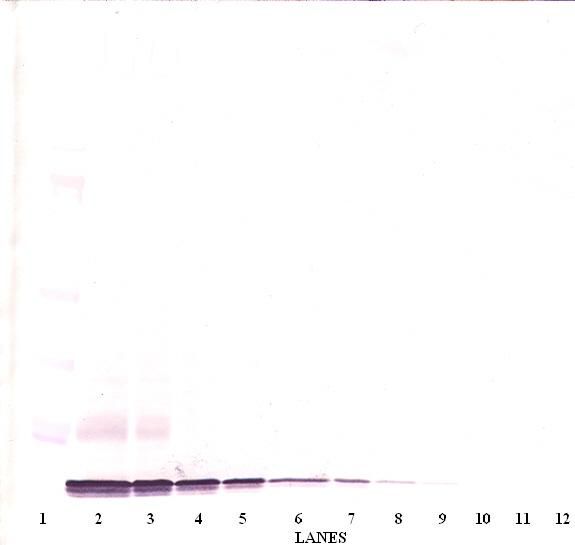 Western Blot (non-reducing) of CXCL14 antibody LS-C104496