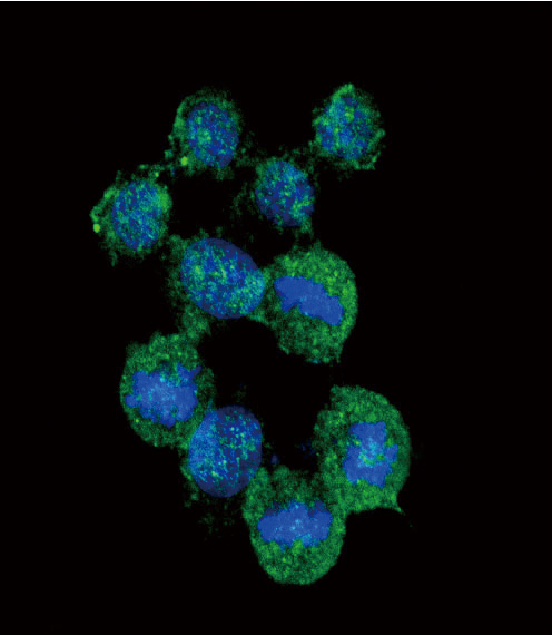 Confocal immunofluorescent of IL8 Antibody with HeLa cell followed by Alexa Fluor 488-conjugated goat anti-rabbit lgG (green). DAPI was used to stain the cell nuclear (blue).