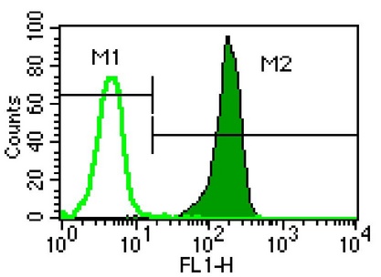 Isolated human neutrophils were incubated with 0.25 g anti-human CXCR1 followed by staining with goat F(ab')2 anti-mouse IgG FITC [shaded peak]. Specificity of signal was confirmed by staining the neutrophils with 0.25 g mouse IgG1 isotype control followed by the secondary antibody [unshaded peak]. The data indicate that 100% of the isolated neutrophil population stains positive for this IL-8 receptor (M2 region).