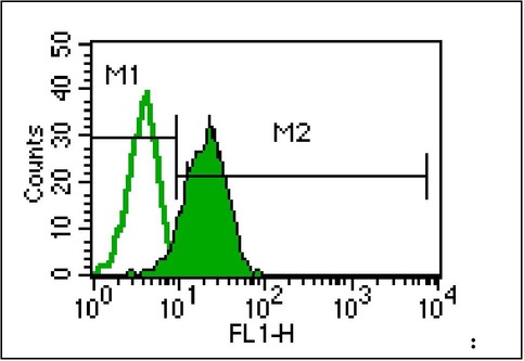 Isolated human neutrophils were incubated with 1.0 g anti-human CXCR2 followed by staining with goat F(ab')2 anti-mouse IgG FITC [shaded peak]. Specificity of signal was confirmed by staining the neutrophils with 1.0 g mouse IgG1 isotype control followed by the secondary antibody [unshaded peak]. The data indicate that approximately 98% of the isolated neutrophil population stains positive for this IL-8 receptor (M2 region).