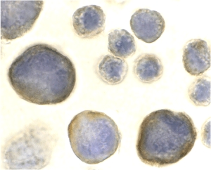 Immunocytochemistry of CXCR4 in HeLa cells with CXCR4 antibody at 2 µg/ml.