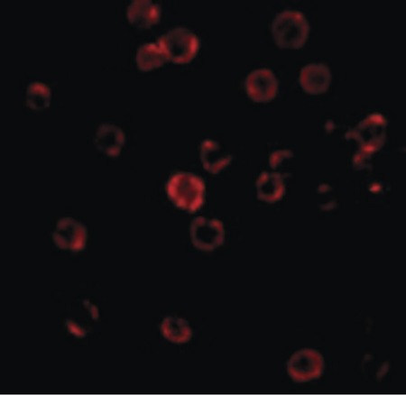 Immunofluorescence of CXCR4 in HeLa cells with CXCR4 antibody at 20 ug/ml.