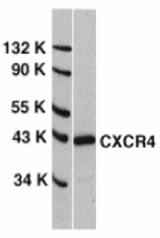 Western blot of CXCR4 in HeLa whole cell lysate with CXCR4 antibody at 0.5 ug/ml.