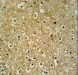 CIRH1A Antibody IHC of formalin-fixed and paraffin-embedded brain tissue followed by peroxidase-conjugated secondary antibody and DAB staining.