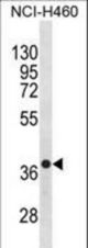 CXCR4 Antibody western blot of NCI-H460 cell line lysates (35 ug/lane). The CXCR4 antibody detected the CXCR4 protein (arrow).