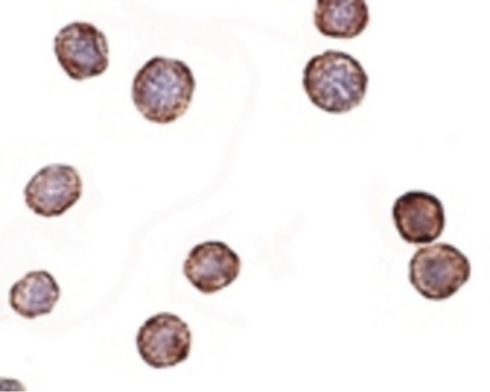 Immunocytochemistry of CXCR4Lo in HeLa cells with CXCR4Lo antibody at 2 ug/ml.