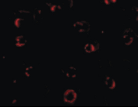 Immunofluorescence of CXCR4-Lo in HeLa cells with CXCR4-Lo antibody at 4 ug/ml.