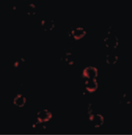 Immunofluorescence of CXCR4 in cells with CXCR4 antibody.