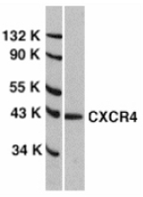 Western blot of CXCR4 in HeLa total cell lysate with CXCR4 antibody at 1:1000 dilution.