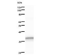 Western blot analysis of immunized recombinant protein, using anti-CIRH1A monoclonal antibody.